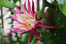 異國情調(diào)的鮮花,植物,花園