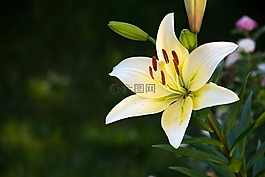 花,花園,黃色