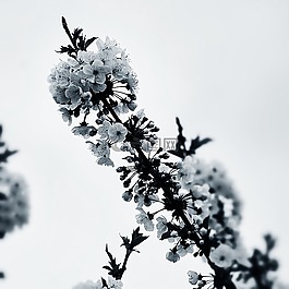 櫻桃,鮮花,春天