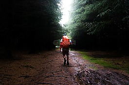 樹,草,雨