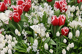 郁金香,春天,植物區(qū)系