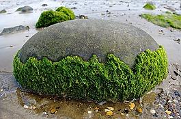 海藻,石,圆