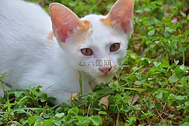 貓,小貓,可愛