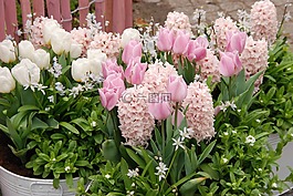 郁金香,春天,植物區(qū)系