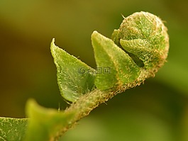 蕨类植物的花蕾,滚,叶