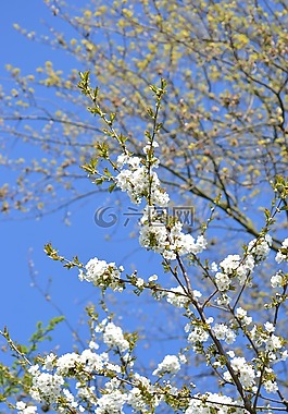 春天,盛開(kāi),鮮花