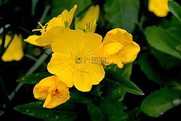 鮮花,黃色,花園
