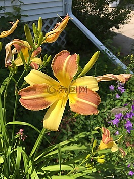 花,黃色,橙色