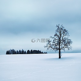 寒冬,樹(shù),沉默