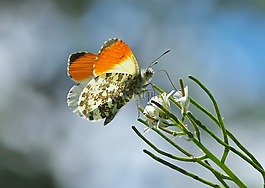 昆蟲,性質(zhì),活