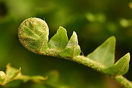 蕨类植物的花蕾,叶,滚