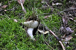 白,蘑菇,野生
