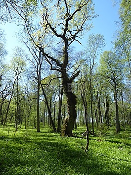 春天,鮮花,kinnekulle