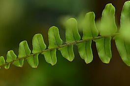 蕨葉,蕨類植物,綠色