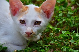 貓,小貓,可愛
