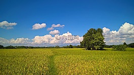 視圖,農(nóng)村,稻田
