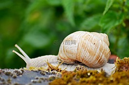 蝸牛,雨,昆蟲