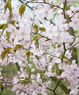 櫻花,樹(shù),布魯姆