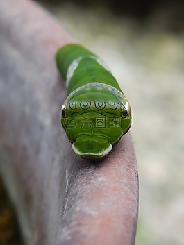 毛虫,绿色,脸