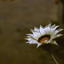 花,性質(zhì),顏色