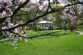 櫻花,樹(shù),布魯姆