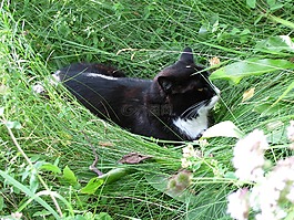 夏天,猫,花园