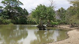 草原,坦桑尼亞,湖