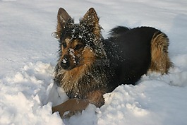 狗,冬天,雪