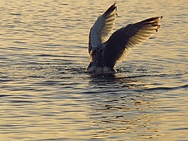 海鷗,海,晨光