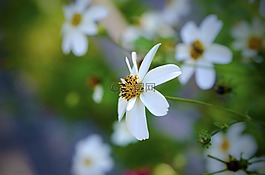 自然,花,植物區(qū)系