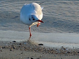 嘴鷗,海鷗,打扮