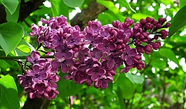 性質(zhì),植物,花