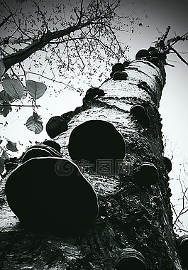 森林,性質(zhì),葉子