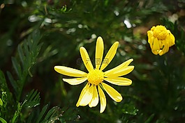 鮮花,雛菊,植物區(qū)系