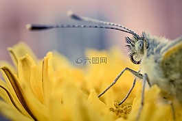 昆蟲,戶外,綠色