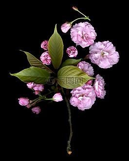 春,鮮花,黑