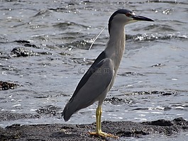 auku'u,鳥,海灘
