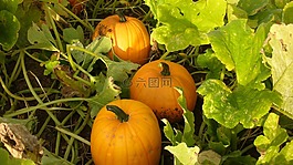 南瓜,蔬菜,萬(wàn)圣節(jié)