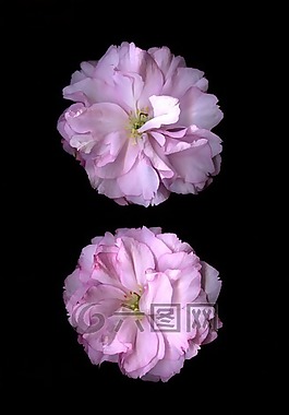 春,鮮花,自然