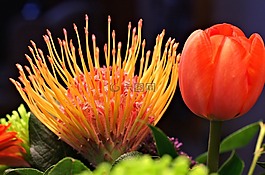 spidermum,郁金香,花園里的花