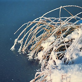 草,冰,凍結(jié)