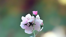 花,植物區(qū)系,自然