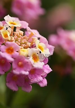 花卉,新鲜,夏天