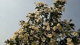 鮮花,木材,蘋果公主