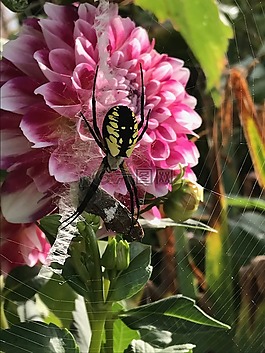 蜘蛛,web,花