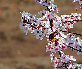 蝴蝶,花,春