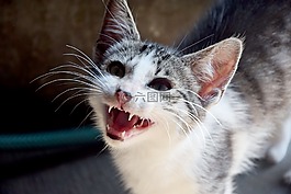 貓,動物,家貓