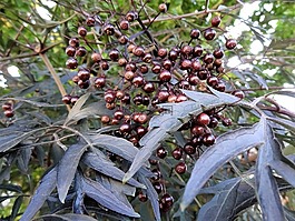 球老虎,秋,10 月