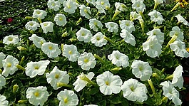鮮花,矮牽牛,白色的花