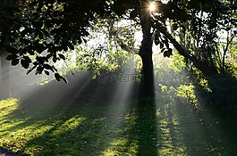 太陽,早上,景觀